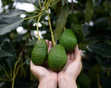 aguacate hass, porqué aplicarle abono orgánico