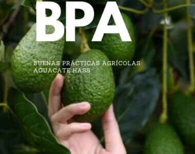 BPA AguacateHass