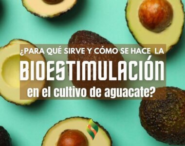 AguacateHass-Bioestimulantes-EnTuFincaAguacateHass-Bioestimulantes-EnTuFinca