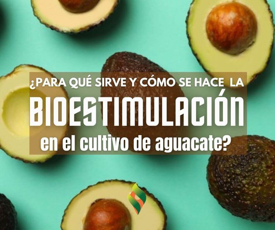 AguacateHass-Bioestimulantes-EnTuFincaAguacateHass-Bioestimulantes-EnTuFinca