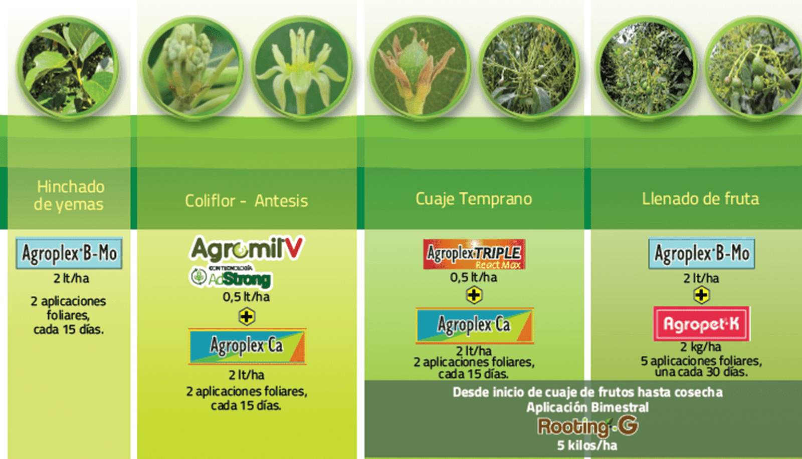 #FenologíaDelCultivoDeAguacateBioestimulación, #EnTuFinca