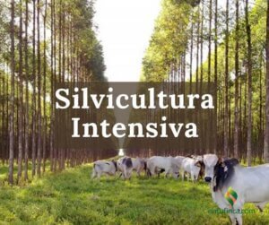 EnTuFinca-SilviculturaIntensiva.