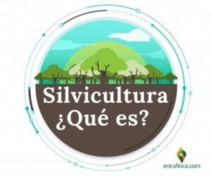 EnTuFinca-SilviculturaQueEs