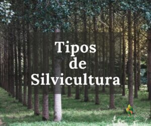 EnTuFinca-SilviculturaTipos