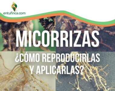 MicorrizasQueSon-ReproduccionyAplicacion