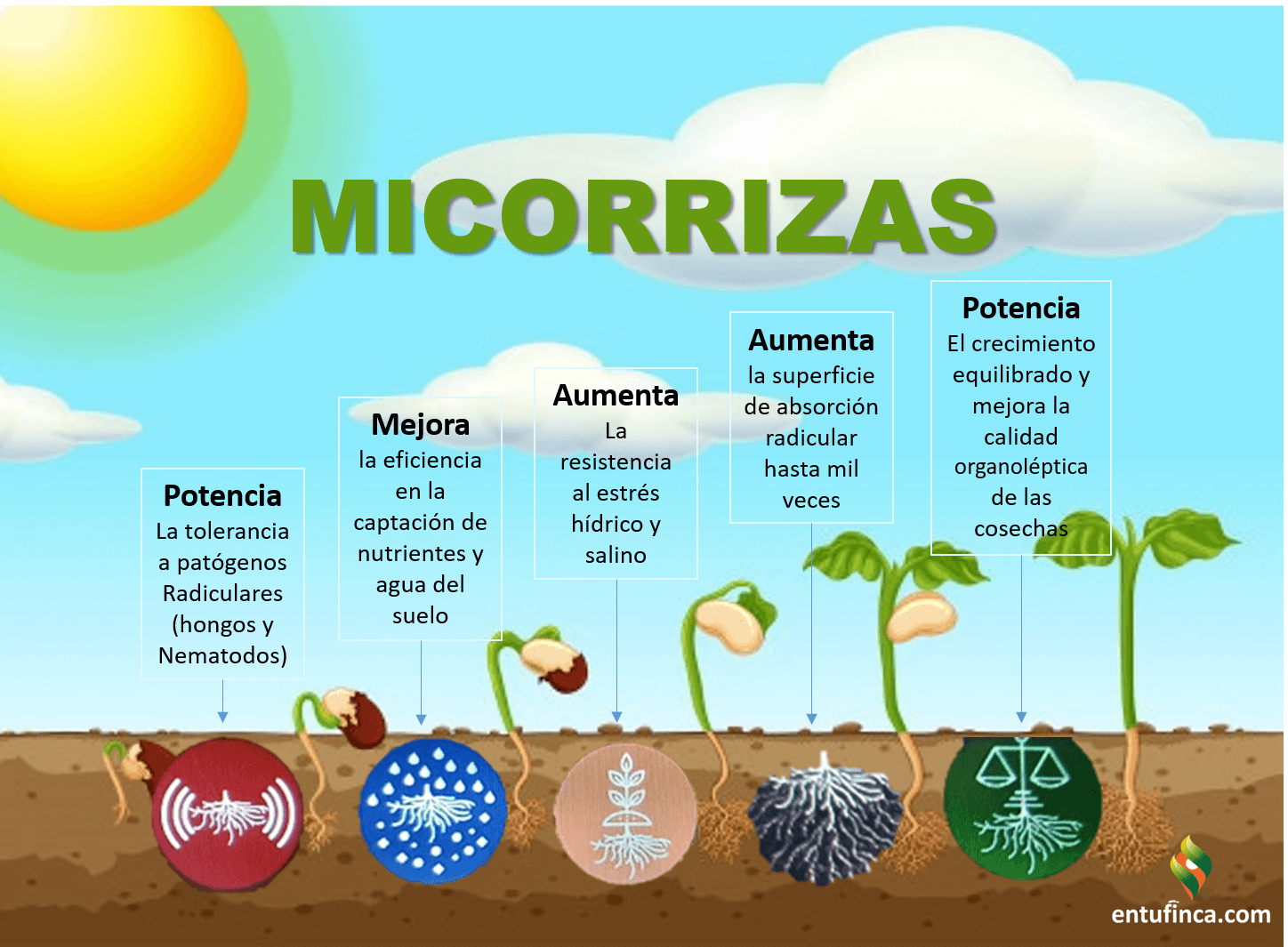 #BeneficiosMicorrizas, #EnTuFinca.