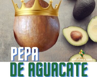 PropiedadesPepaAguacateHass-EnTuFinca