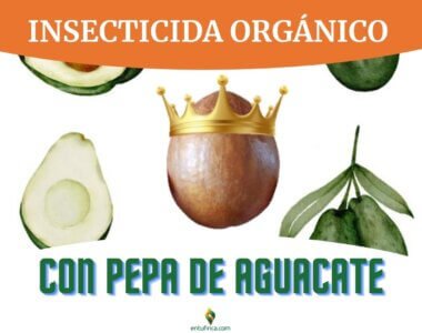 EnTuFincaInsecticidaCaseroY OrgánicoConPepaDeAguacate