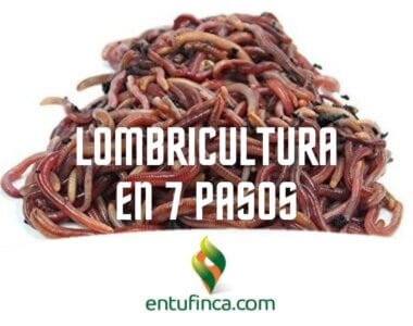 LombriculturaPasos-EnTuFinca.