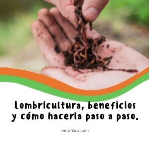 LombriculturaPasos-EnTuFinca