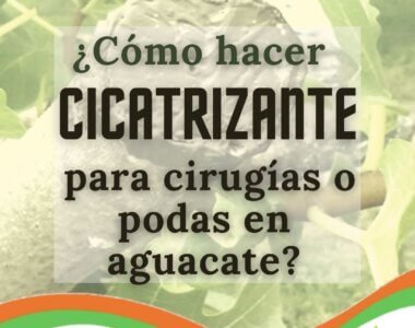PastaCicatrizanteParaPodasCirugíasAguacateHass
