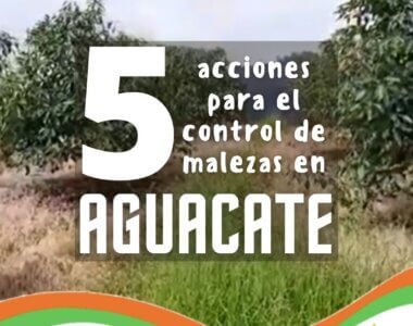 5 acciones para control de malezas en aguacate