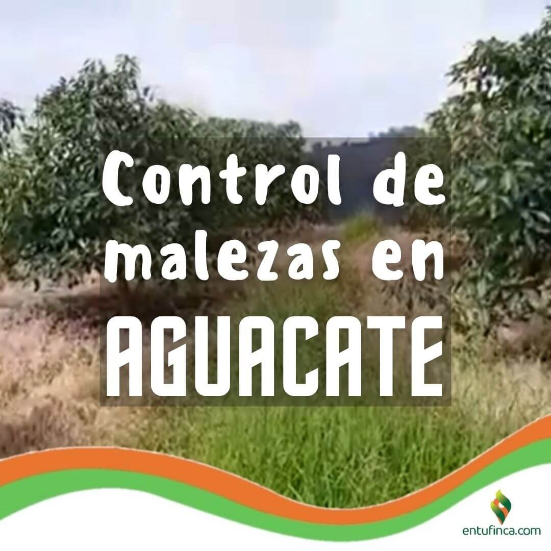 5 acciones para el control de malezas en aguacate