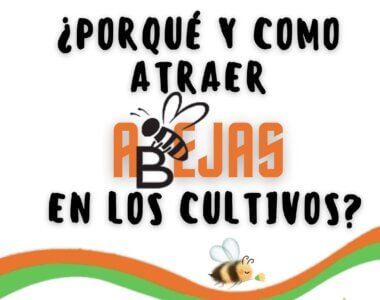 AbejasPorqueYComoAtraerlasATuCultivo